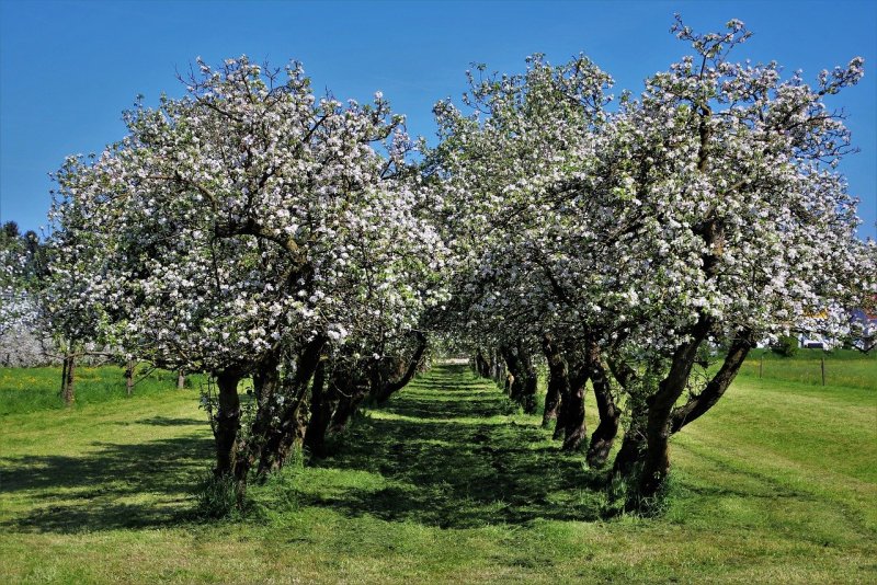 Яблоня "Malus" плодовая
