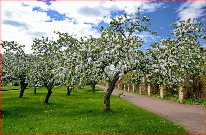 Петергоф, парк яблони