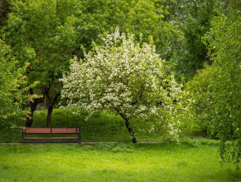 Кошехабльский район яблоневые сады