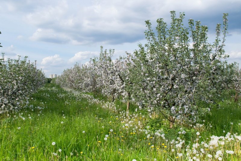 Курск цветущие сады