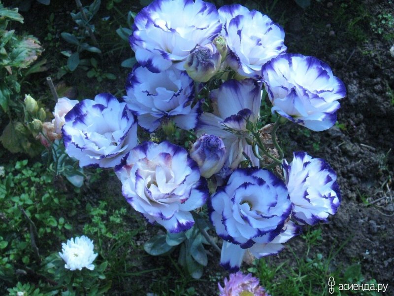 Примула и эустома