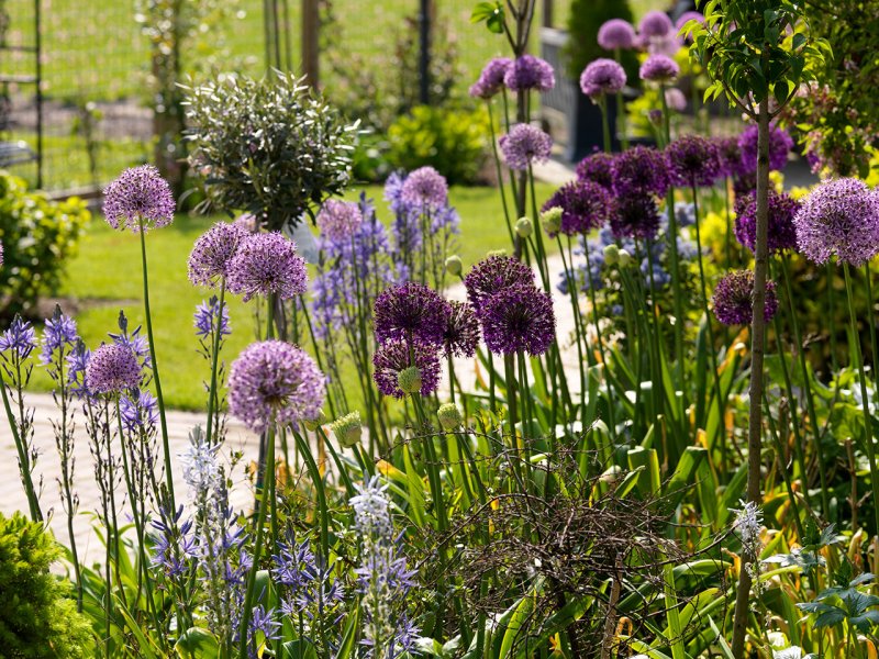 Лук стареющий "Millenium" (Allium senenscens