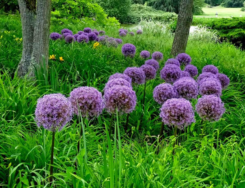 Луковичные аллиум