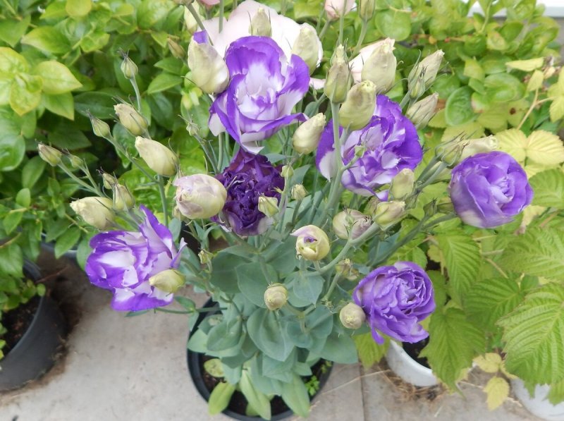 Эустома (Lisianthus)