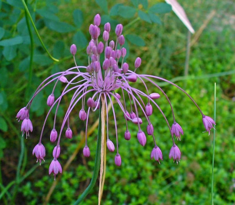 Allium carinatum pulchellum