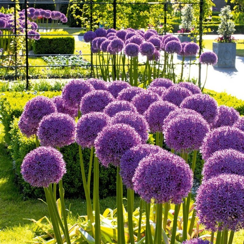 Аллиум (Allium) giganteum