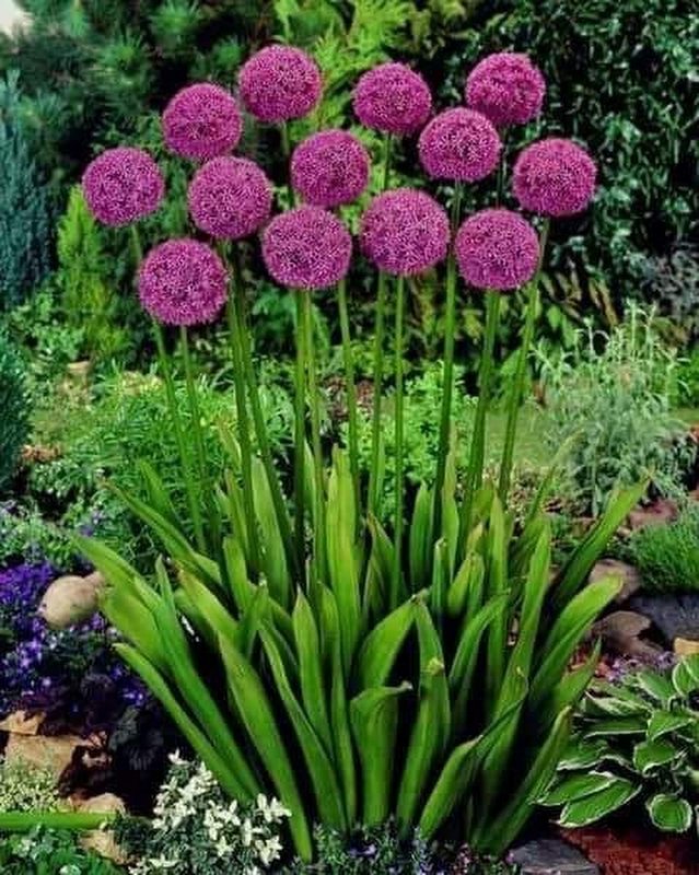 Лук афлатунский, Allium aflatunense