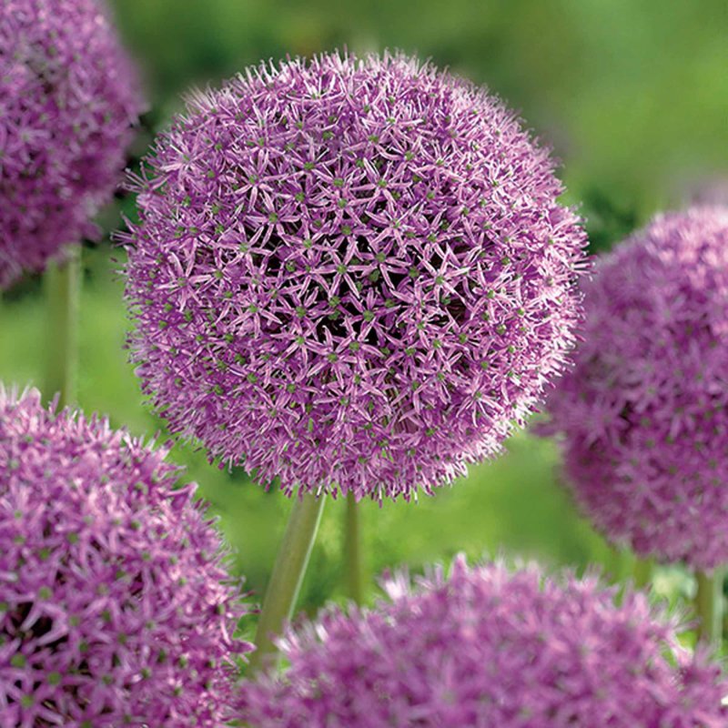 Allium Gladiator лук декоративный Гладиатор