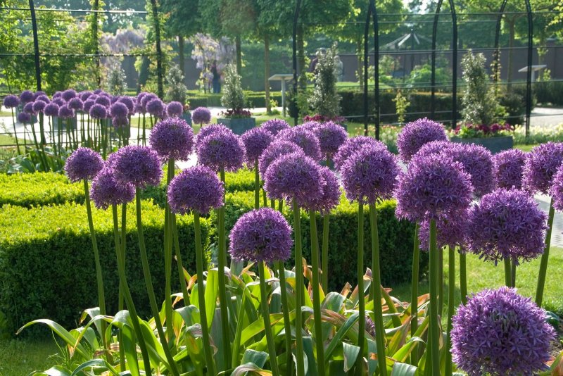 Аллиум афлатунский (Purple Sensation)