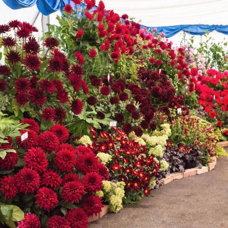 Ампельные георгины
