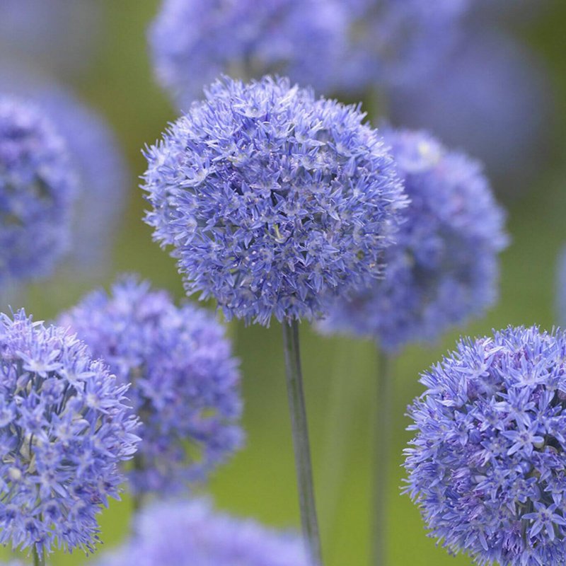 Луковичный цветок аллиум caeruleum