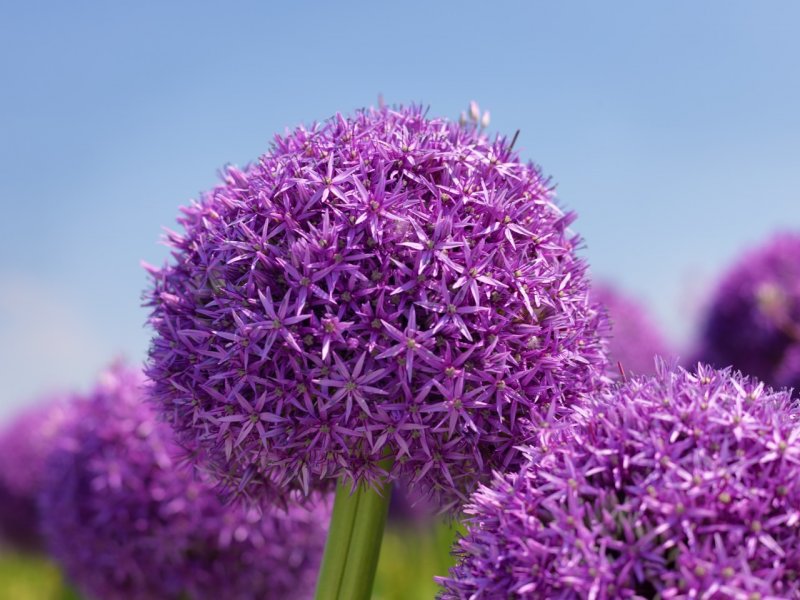 Allium аллиум Red giant