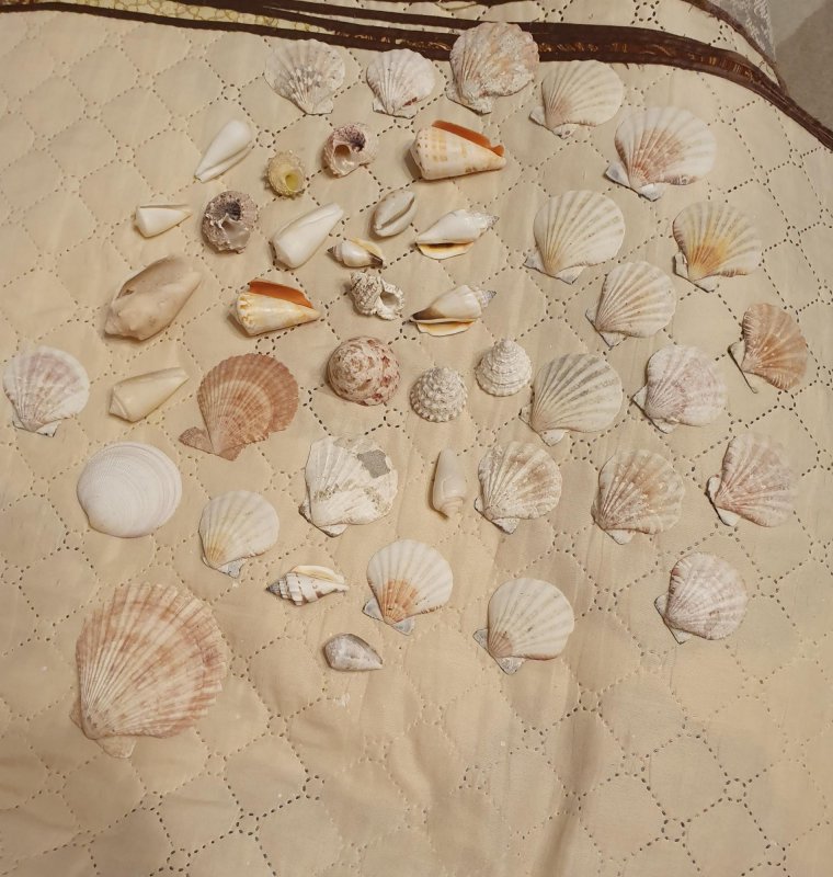 Коллекционные ракушки
