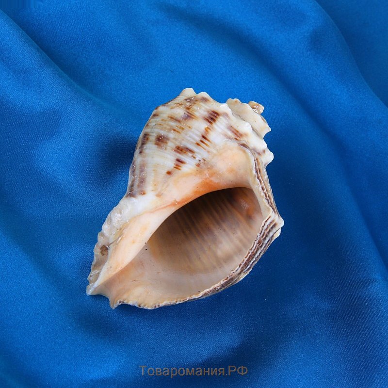 Ракушка пижон Aqua