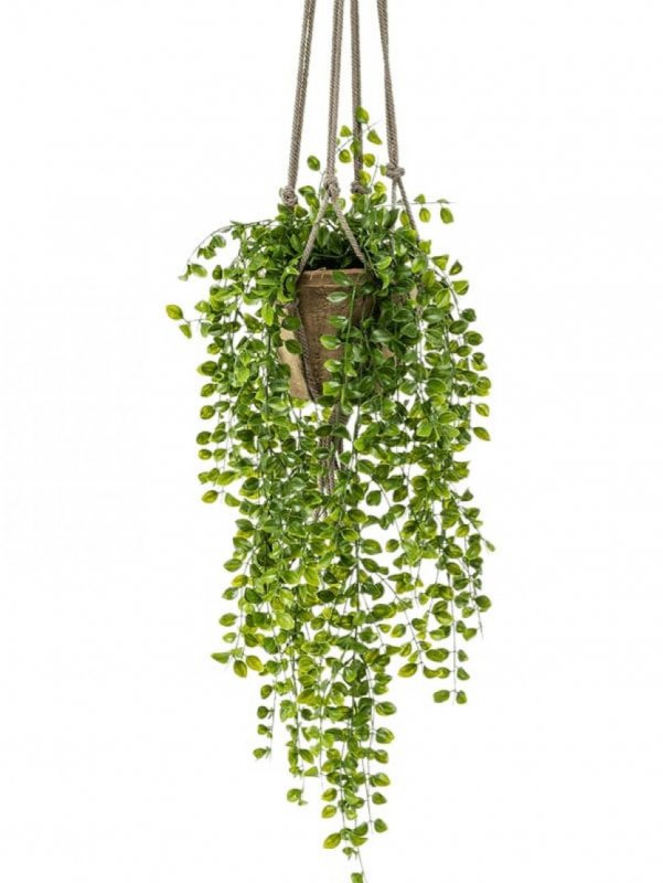 Фикус Пумила (Ficus pumila)