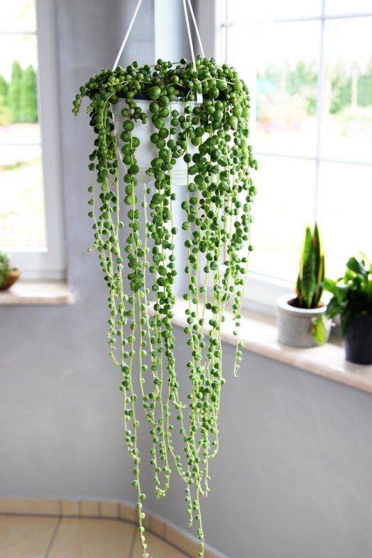 Суккулент крестовник Роули