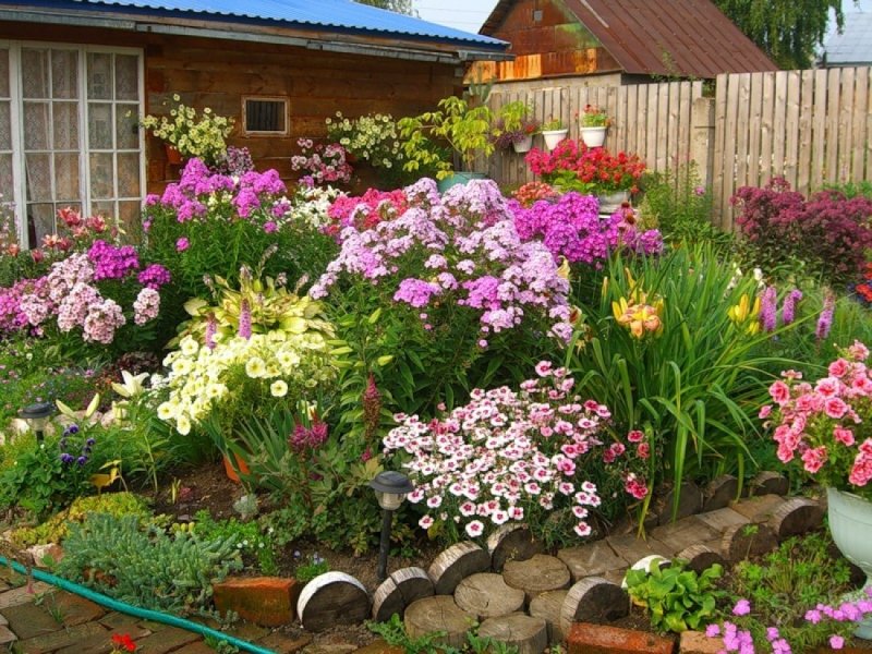 Клумбы из флоксов на маленькой даче