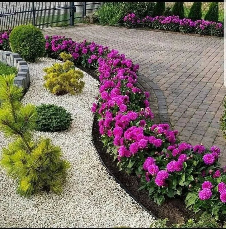 Бордюрные георгины рабаткуа
