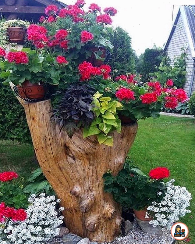 Пеньки клумбы рутарий