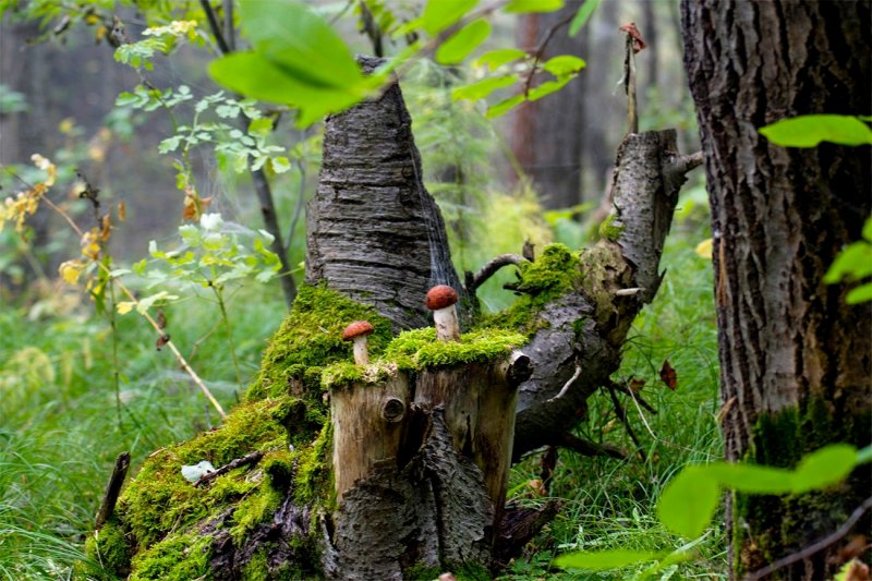 Пеньки в лесу