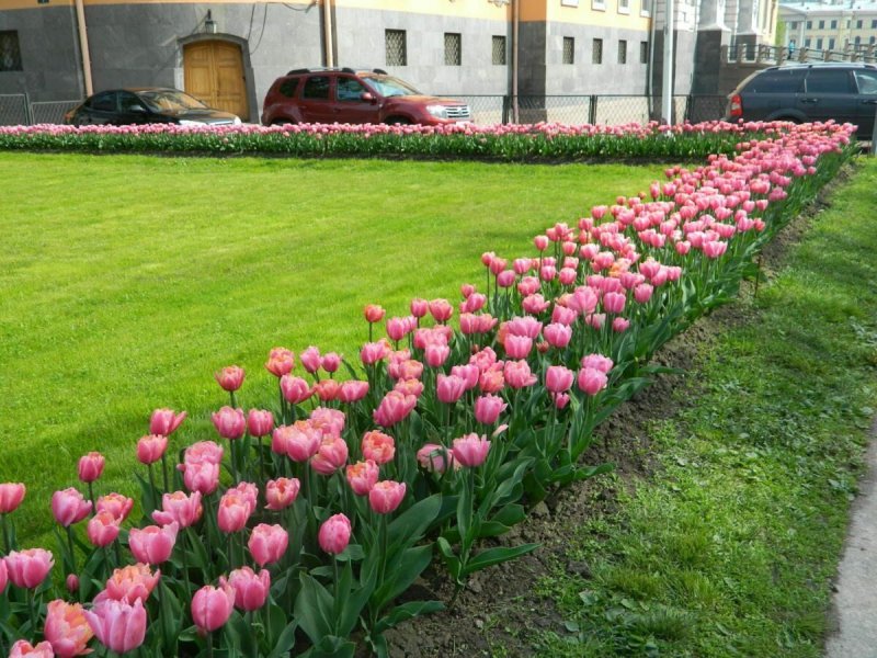Клумба рабатка