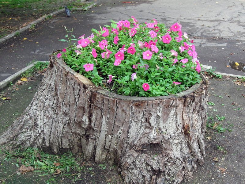 Цветник из пня