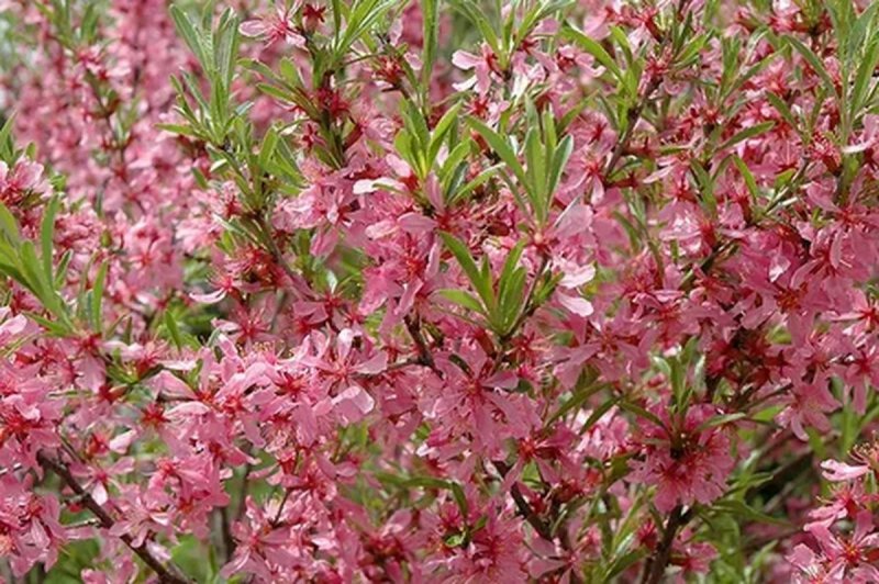 Миндаль декоративный кустарник