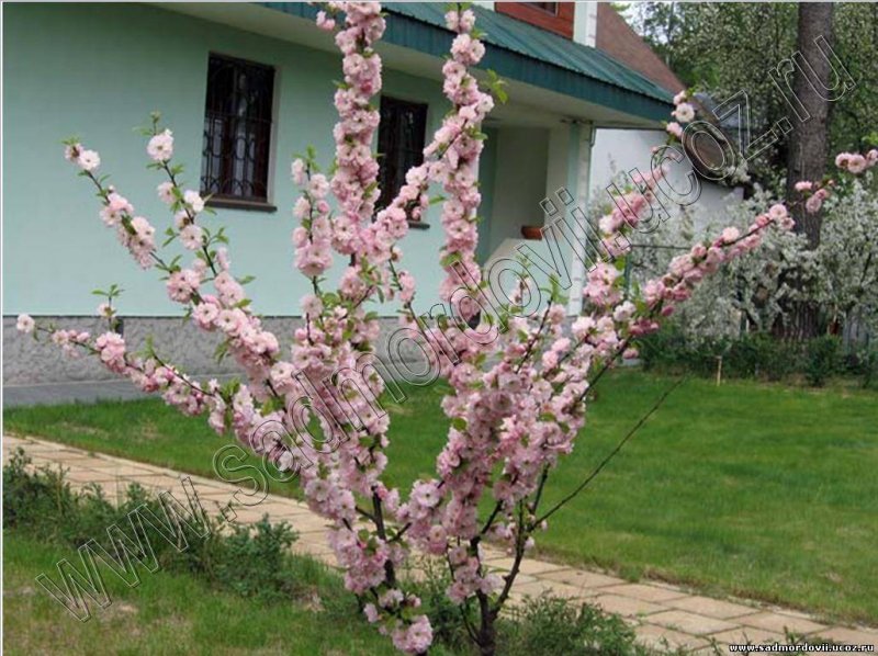 Миндаль декоративный кустарник