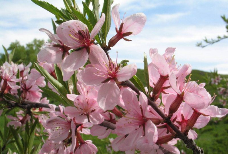Миндаль Prunus triloba на штамбе