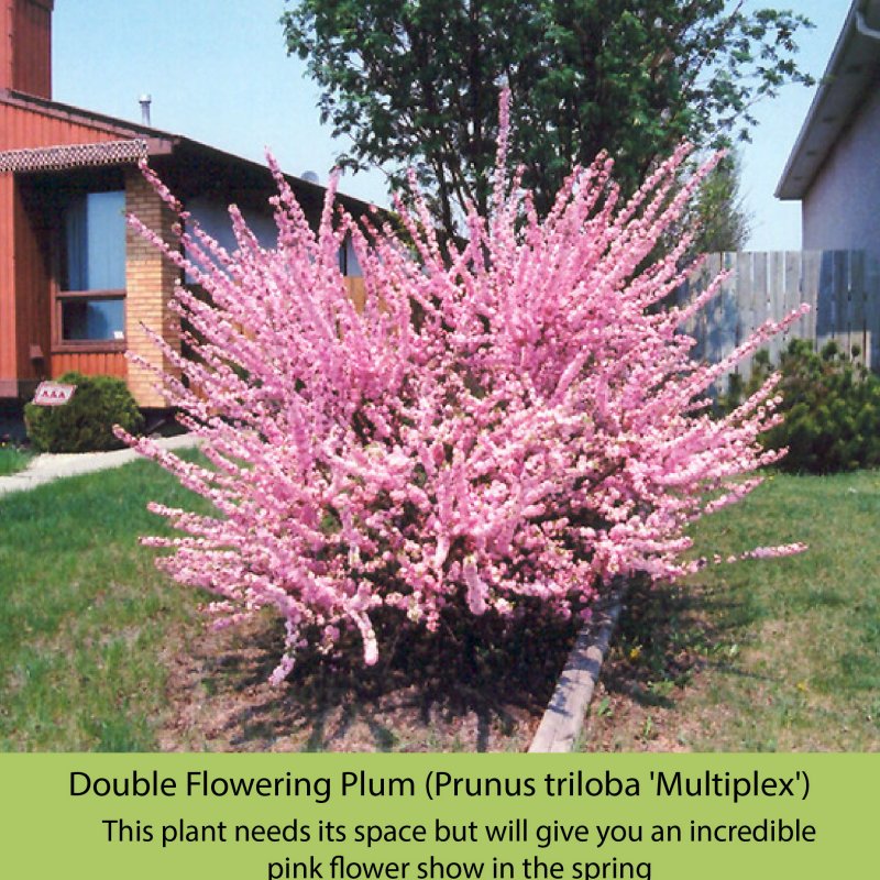 Миндаль трехлопастной Prunus triloba