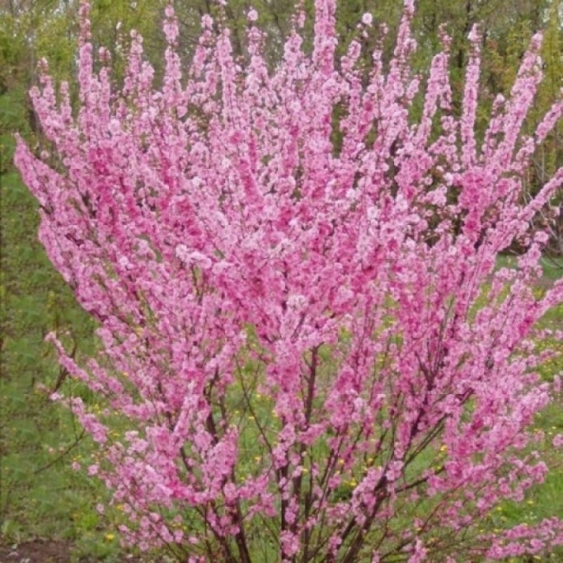Миндаль Степной куст