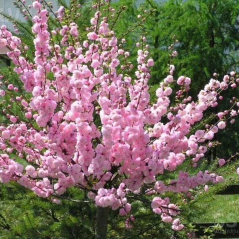 Prunus triloba миндаль