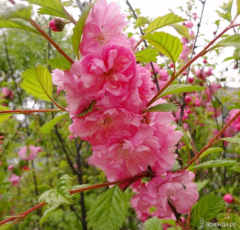 Миндаль трехлопастной Prunus triloba