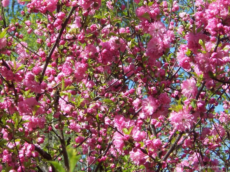 Миндаль трехлопастной Prunus triloba