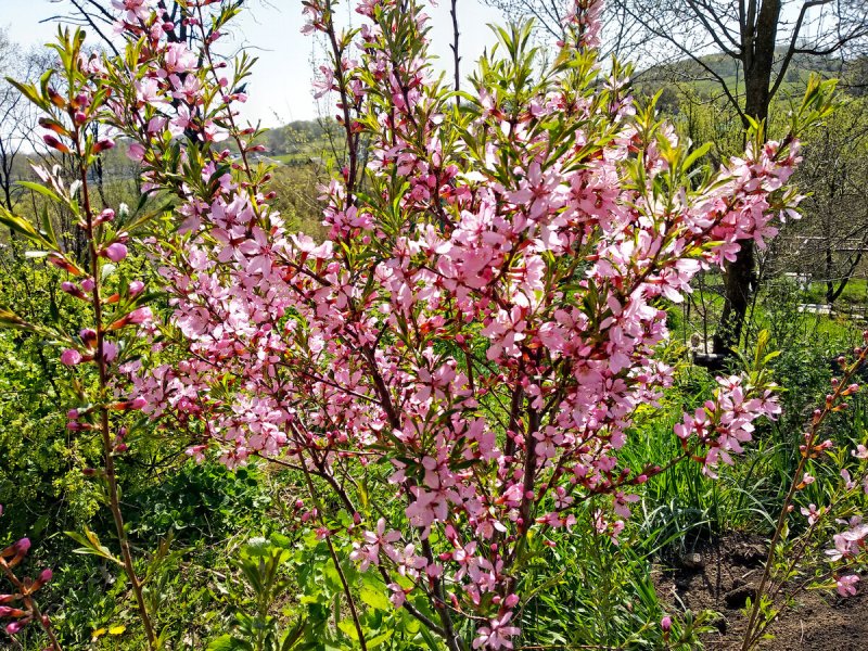 Сакура Розеа плена (Prunus glandulosa “rosea Plena”)