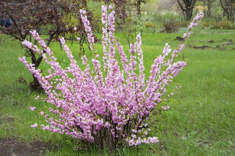 Миндаль луизеания