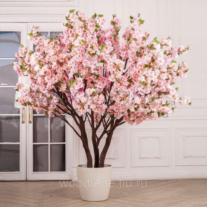 Сакура Розеа плена (Prunus glandulosa “rosea Plena”)