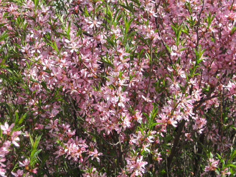 Миндаль Ледебура кустарник