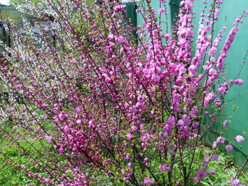 Миндаль трехлопастной Prunus triloba