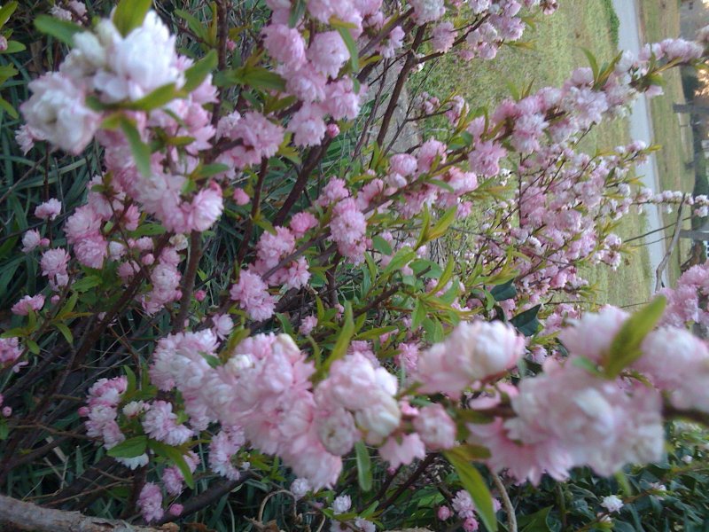 Dwarf flowering Almond