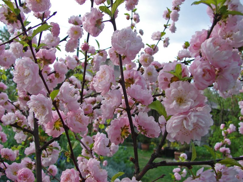 Миндаль трехлопастный луизеания_ Prunus_triloba_