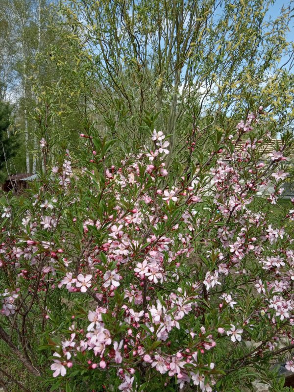 Миндаль Сибирский кустарник