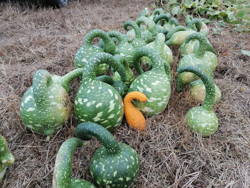 Тыквенные Cucurbitaceae