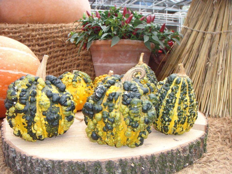 Cucurbita Pepo тыква