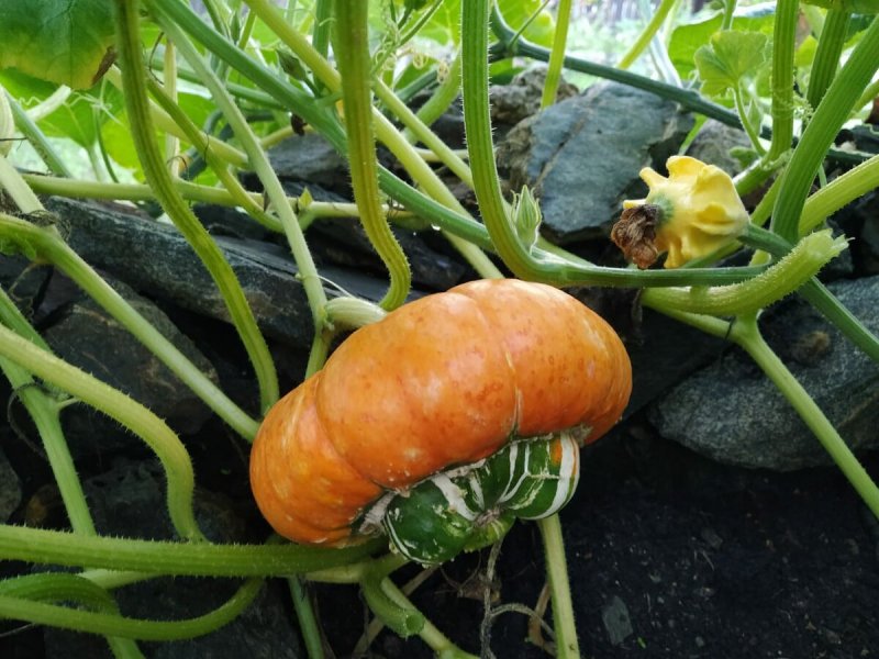 Тыквенные Cucurbitaceae