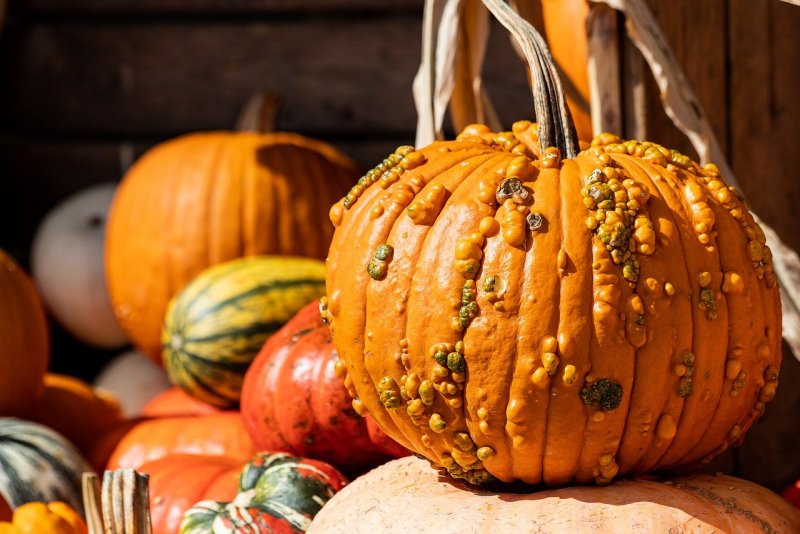 Декоративные тыквы (Cucurbita)