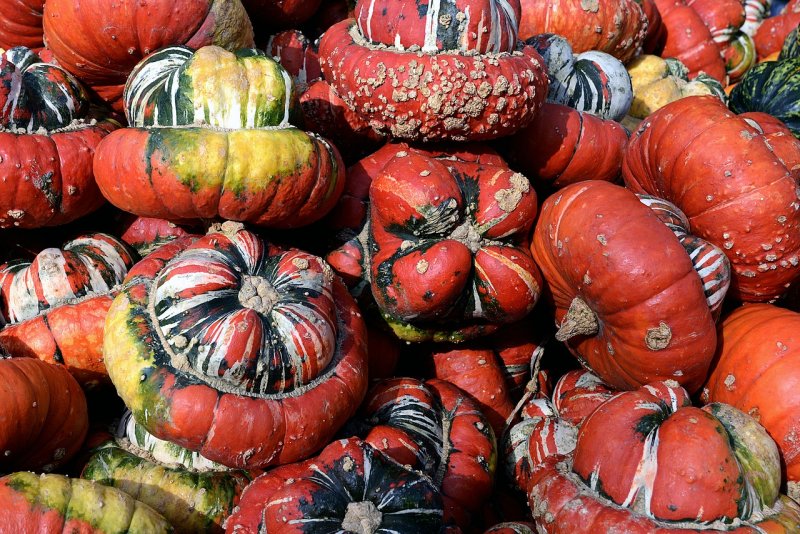 Тыквенные Cucurbitaceae