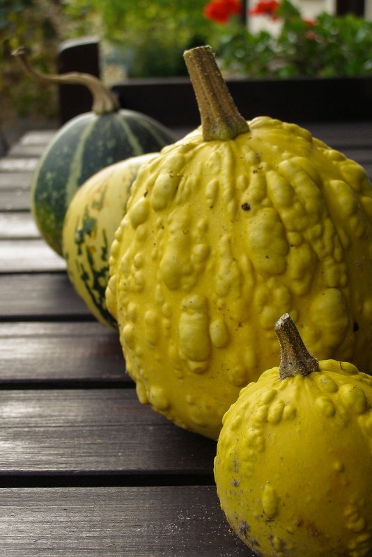 День тыквы Акорн (Acorn Squash Day) — США