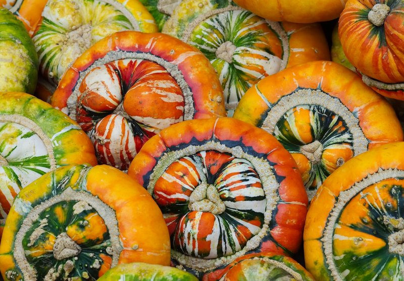 Тыква kleine bicolor