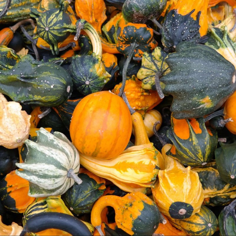 Тыква Squash Lunar